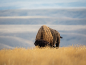 Bull bison