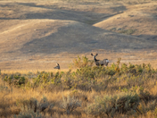 Mule deer, Grasslands National Park