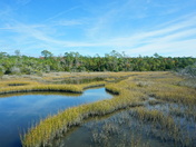 Croatan National forest