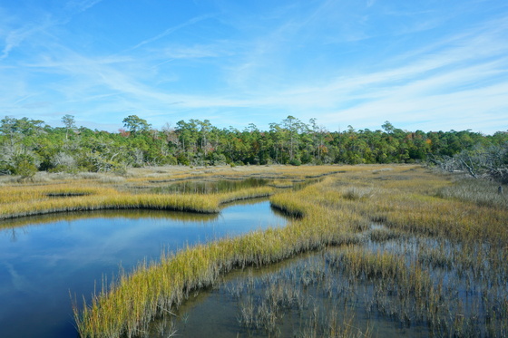 Croatan National forest
