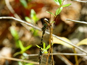 Carolina sandhills National wildlife refuge