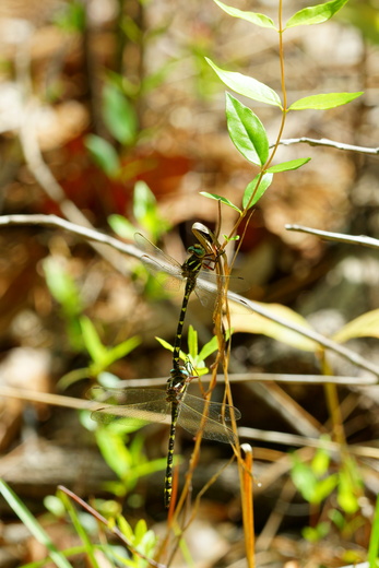 Carolina sandhills National wildlife refuge