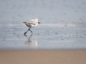 Backbay Wildlife Refuge