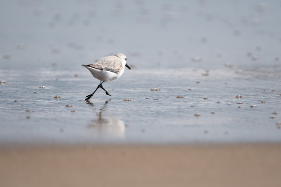 Backbay Wildlife Refuge