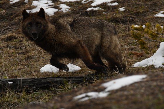Yellowstone National Park