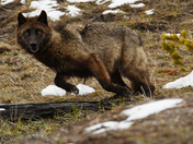 Yellowstone National Park