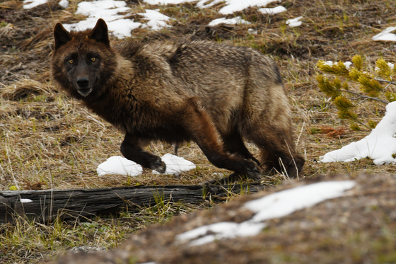 Yellowstone National Park