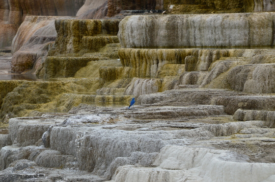 Yellowstone National Park