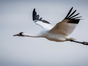 Wild Whooping Crane Migration 2022