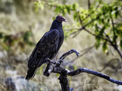 Turkey Vulture