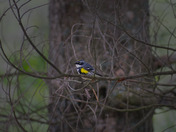 Yellow-rumped Warbler
