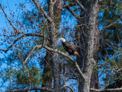 Jamestown Island National Park