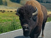 Yellowstone