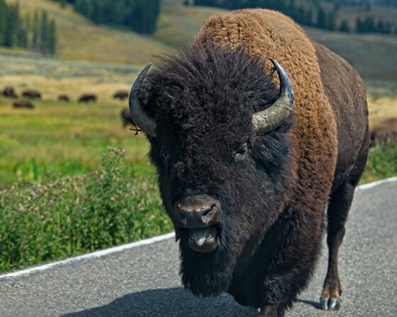 Yellowstone