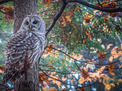Presqu'ile barred Owl