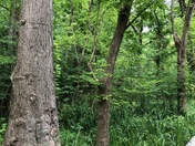 Theodore Roosevelt Island National Memorial