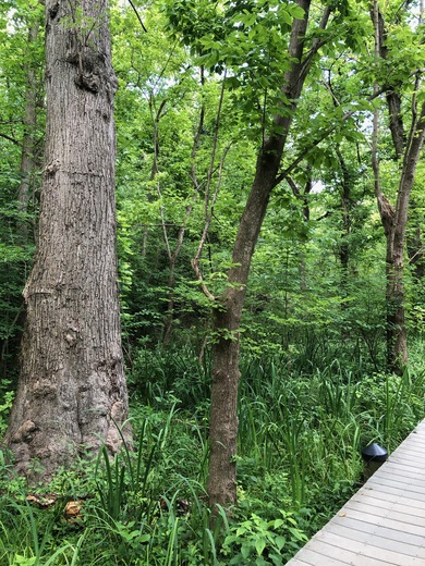 Theodore Roosevelt Island National Memorial