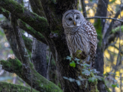 Barred Owl