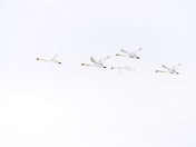 Flying ghosts