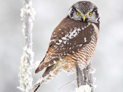 Northern Hawk Owl