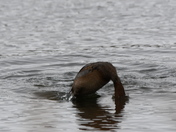 Diving duck blues