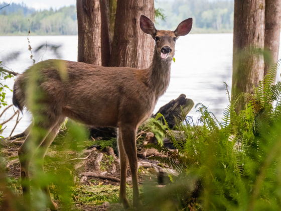 Mt. Baker-Snoqualmie National Forest