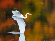 Autumn Egret