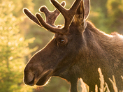 Newfoundland bull moose