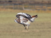 Red-tailed Hawk