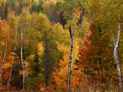 Autumn Forest
