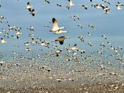Snow Geese