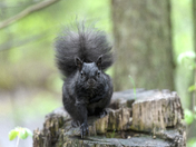 Eastern Grey Squirrel