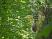 Common Racoon atop tree