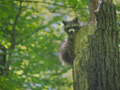 Common Racoon atop tree