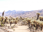 Joshua Tree National Park