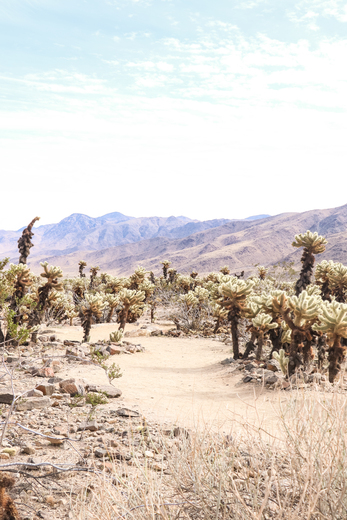Joshua Tree National Park