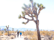 Joshua Tree National Park