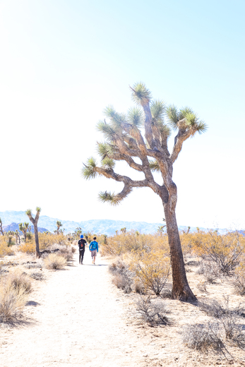 Joshua Tree National Park
