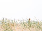 Sleeping Bear Dunes National Lakeshore