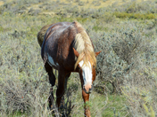 Theodore Roosevelt National Park