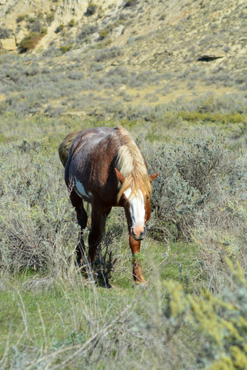 Theodore Roosevelt National Park