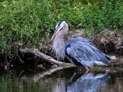 Great blue heron