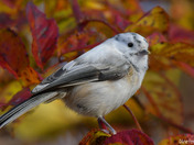 Leucistic Black Capped Chickadee