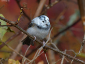 Leucistic Black Capped Chickadee