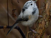 Leucistic Black Capped Chickadee