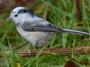 Leucistic Black Capped Chickadee