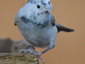 Leucistic Black Capped Chickadee