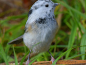 Leucistic Black Capped Chickadee