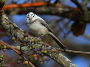 Leucistic Black Capped Chickadee