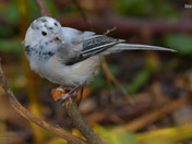 Leucistic Black Capped Chickadee